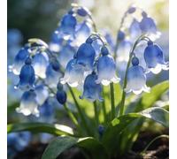Mughetto dal profumo gradevole - perfetto per bordure, vasi e decorazioni per eventi - crea un'atmosfera da giardino dolce e romantica-10 root-E