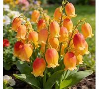 Mughetto dal profumo gradevole - perfetto per bordure, vasi e decorazioni per eventi - crea un'atmosfera da giardino dolce e romantica-25 root-D