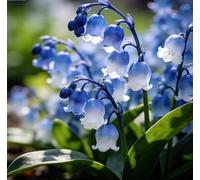 Mughetto delicato e incantevole - Ideale per piantagioni a terra, bouquet da sposa e dettagli decorativi - Crea un paesaggio da giardino semplice e splendido-5 root-E