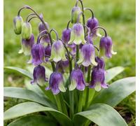 Mughetto delicato e incantevole - Ideale per piantagioni a terra, bouquet da sposa e dettagli decorativi - Crea un paesaggio da giardino semplice e splendido-5 root-F