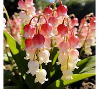 Mughetto delicato e incantevole - Ideale per piantagioni a terra, bouquet da sposa e dettagli decorativi - Crea un paesaggio da giardino semplice e splendido-20 root-C