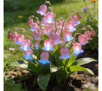 Mughetto elegante e vivace - Ideale per cortili, composizioni in vaso e allestimenti floreali - Crea un paesaggio da giardino fresco e raffinato-10 root-B
