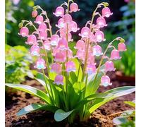 Mughetto minuto e raffinato - Ideale per angoli boschivi, composizioni floreali e design paesaggistico - Crea un paesaggio da giardino sereno e rilassante-15 root-B