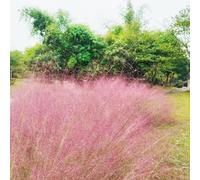 Muhlenbergia capillaris - tetti verdi ornamentale d'appartamento semi di balcone ufficio graminacee ornamentali resistenti ornamentali balcone 200pcs