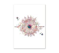 Muholin Anatomia dell'occhio,oculista,strumento di optometria,poster e stampe astratte in stile nordico,arte murale,dipinto su tela,decorazione da parete per studio medico 50x70cm Senza Cornice