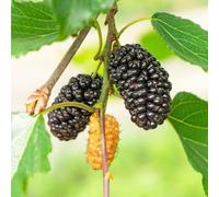 mulberry Morera per giardino roccia Letti elevati per giardino resistenti all'outdoor Semi resistenti 650 pezzi