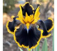 Multicolore ad alta resa. Grande colorato, molto esclusivo, facile da pulire, resistente all'inverno, per esterni, facile da coltivare, bello e grande, 4 cipolle