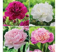 Multicolore ad alto rendimento. Adatto alle api, facile da pulire, multicolore, resistente all'inverno, per esterni, facile da coltivare, 3 peonie