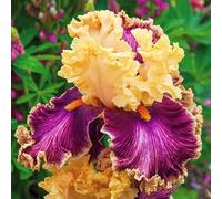 Multicolore ad alto rendimento. Grande colorato, molto esclusivo, facile da pulire, resistente all'inverno, facile da coltivare, bello e grande, 6 cipolle H