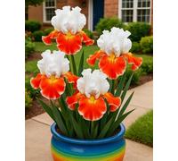 Multicolore ad alto rendimento. Grande colorato, molto esclusivo, facile da pulire, resistente all'inverno, facile da coltivare, bello e grande, 15 cipolle