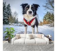 Muralo 200x140cm Animali Border Collie Tessuto Non Tessuto Murale Alla Moda Murale Poster Blu Parati Decorazione Murale Soggiorno Camera Da Letto Dal Design Moderno