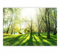 murando - Carta da parati Foresta Bosco 350x256 cm Fotomurali in TNT Murale alla moda Decorazione da Muro XXL Poster Gigante Design Carta per Pareti Soggiorno Nature Paesaggio verde c-B-0336-a-a