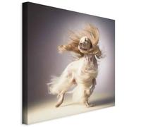 murando - Quadro Acustico Cane Nel Vento 60x60 cm 1 Pezzo - Stampa su Tela Schiuma Acustica - Quadri Fonoassorbenti Decorativi Moderni - Protezione dai Rumori Camera da Letto - Ragazzo g-H-10038-b-c