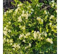 Murraya exotica semi decorative giardino di interni riverdimento tetti resistenti ufficio Letti elevati per giardino medicinali 100pcs