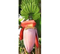 Musa balbisiana gigantea - banana frutta giapponese - 10 semi -