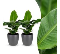 Musa Oriental Dwarf - Banana nana - 2 piante - con vaso grigio - 30cm - Ø12cm