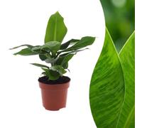 Musa Oriental Dwarf - Banana nana - 30cm - Ø12cm