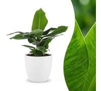 Musa Oriental Dwarf - Banana nana - con vaso bianco - 30cm - Ø12cm