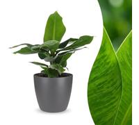 Musa Oriental Dwarf - Banana nana - con vaso grigio - 30cm - Ø12cm