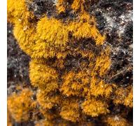 muschio decorativo Camas elevate per giardino decorazione di balconi perenni resistenti giardino rocce resistenti semi semi musco 700 pezzi