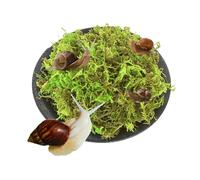 Muschio naturale di alta qualità per Rettili Verde Moss Decorazione tappetini muschio territorio Decorazione per lumache rane granchi eremiti tartarughe