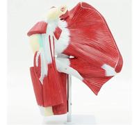 Muscled Shoulder Joint Model - Detailed Medical Anatomy Skeleton Model for Education and Training
