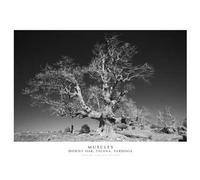Muscles. Downy Oak, Talana, Sardinia. Ediz. italiana e inglese. Con stampa Fine Art
