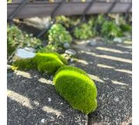 musco - semi balcone con letti elevati resistenti per il giardino semi decorativi balcone resistenti musco giardino per 400pcs