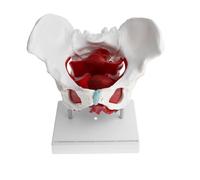 Muscoli Del Pavimento Scheletro Del Bacino Femminile 1: 1 Con Display Modello