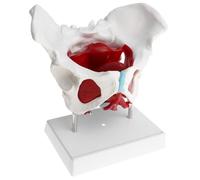 Muscoli Del Pavimento Scheletro Del Bacino Femminile 1: 1 con Display Modello di