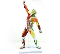 Muscoli, Figura Muscolare Umano, 1/4, 20 Pollici, Anatomia Umana Mini Figura Muscolare, Modello Muscolare, Modello Di Sistema Muscolare Per Studio E Insegnamento.