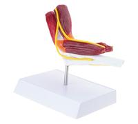 Muscoli realistici dell'articolazione del gomito con muscoli Nervi per contesti clinici Ricerca didattica e relazione sulle lezioni Forniture didattiche anatomiche