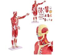 Muscoli Umani Anatomia Umana Modello Muscolare Completo Medicina Modello 80 Cm con Organo Rimovibile 27 Pieze Modello Muscolare per Fisiologia Studio Enseñanza