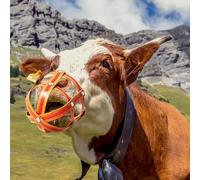 Museruola per pascolo del cavallo Museruole per cavalli Controllo eccesso di