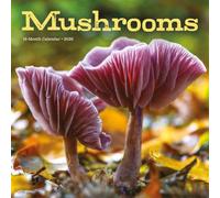 Mushrooms - Pilze 2026 - Wand-Kalender: Original Carousel-Kalender [Mehrsprachig] [Kalender]