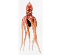 Mustad Octopus Inchiostro Vader / Pesca Esca