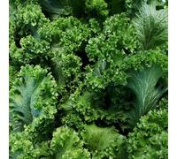 Mustard Southern Giant Curled Seeds (Brassica juncea) 200+Seeds:Seeds : Package Contains seeds