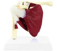 Muteitt Modello 'articolazione della Spalla Muscolare, Modello Anatomico 'articolazione Umana, Mostra Muscolatura Completa della Spalla dalla Cuffia dei Rotatori Muscoli Sottoscapolari