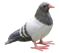 Muteitt Modello di Colomba Finta Figurina di Piccione Artificiale Realistica Colomba Ornamento Statua di Uccello per Decorazione del Cortile del Prato del Giardino di Casa