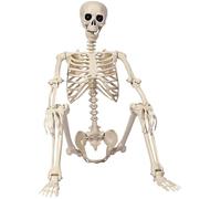 Muzrunq Scheletro di Halloween, Scheletro a grandezza Naturale da 5, 5 Piedi, Ossa umane a Corpo Intero snodabili per la Decorazione di Halloween, Patio, Prato, Giardino e Feste.