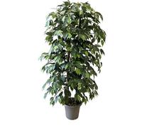 MY E GARDEN - FIORI E PIANTE ARTIFICIALI Pianta Artificiale per Interno o Esterno, Pianta Ficus Benjamin Artificiale Decorativa, Pianta Finta Soggiorno Camera Cucina Salotto Ufficio