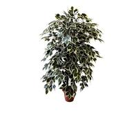 MY GARDEN - FIORI E PIANTE ARTIFICIALI Pianta Artificiale per Interno o Esterno, Pianta Ficus Benjamin Artificiale Decorativa, Pianta Finta Soggiorno Camera Cucina Salotto Ufficio