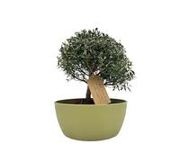 My Little Bonsai - Bonsai di Mirto in vaso colorato - Bonsai da esterno e da interno- Scheda botanica inclusa- Frase di buon auspicio - Vaso con foro per il drenaggio acqua - Benessere e relax