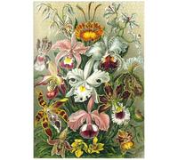 MyPuzzle Orchidea - Forme D'arte Della Natura, Poster D'epoca, Ernst Haeckel - Premium 1000 Pezzi Puzzle - MyPuzzle Collezione speciale di Havana Puzzle Company