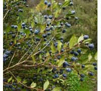 Myrtus communis | Common myrtle | True myrtle - - Mirto comune | Mirto vero