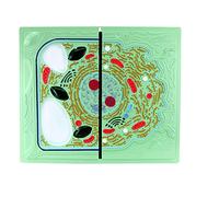 MYUYEE Modello di Anatomia delle Cellule Animali E Vegetali per La Scienza Modello di Anatomia delle Cellule Animali E Vegetali Comparativo per L'Insegnamento Dell'Ana