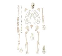 MYUYEE Scheletro Umano Scientifico, Modello Anatomico A Grandezza Naturale, Scheletri con Articolazioni di Tutto Il Corpo, per Attrezzature da Laboratorio, Strumento D