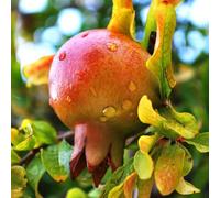 N. 10 PIANTA DA FRUTTO MELOGRANO MOLLAR DE ELCHE in vaso 20 età 2/3 anni