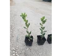 N. 24 PIANTE DI QUERCIA "LECCIO " cm 30/40 in vaso 10 (foto reali) quercus ilex