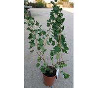 N.4 PIANTE DI FRUTTI BOSCO (1 RIBES + 1 LAMPONE ROSSO + 1 MORA + 1 UVA SPINA)